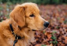 Collari per cani: come trovare quello giusto per il tuo cane
