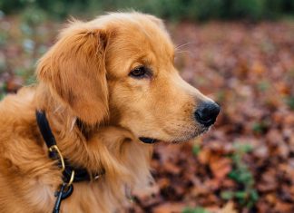 Collari per cani: come trovare quello giusto per il tuo cane